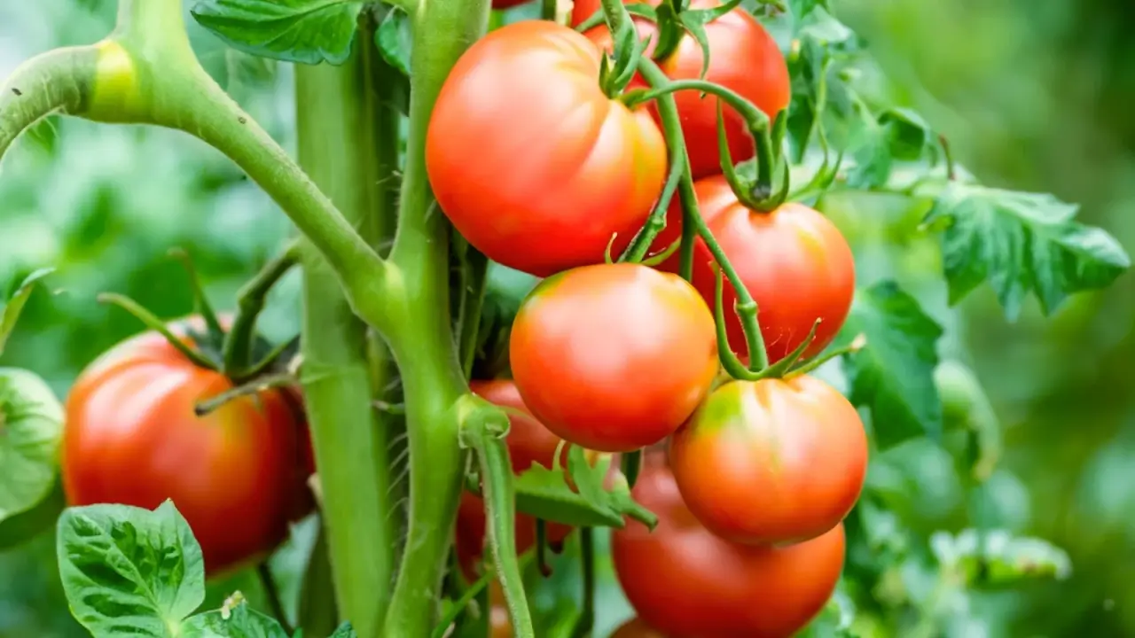 9 Disease-Resistant Vegetable Varieties You Should Be Growing