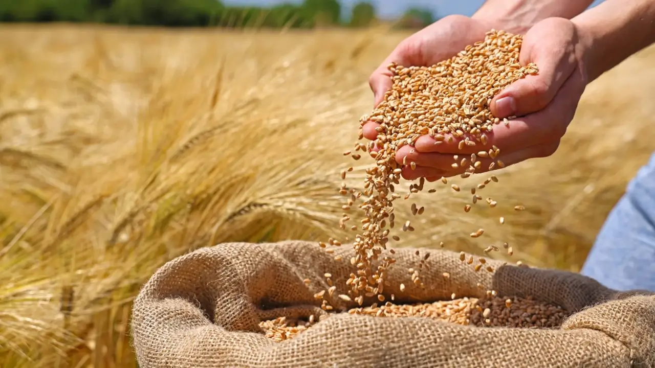 Growing and Grinding Your Own Wheat: A Beginner’s Guide